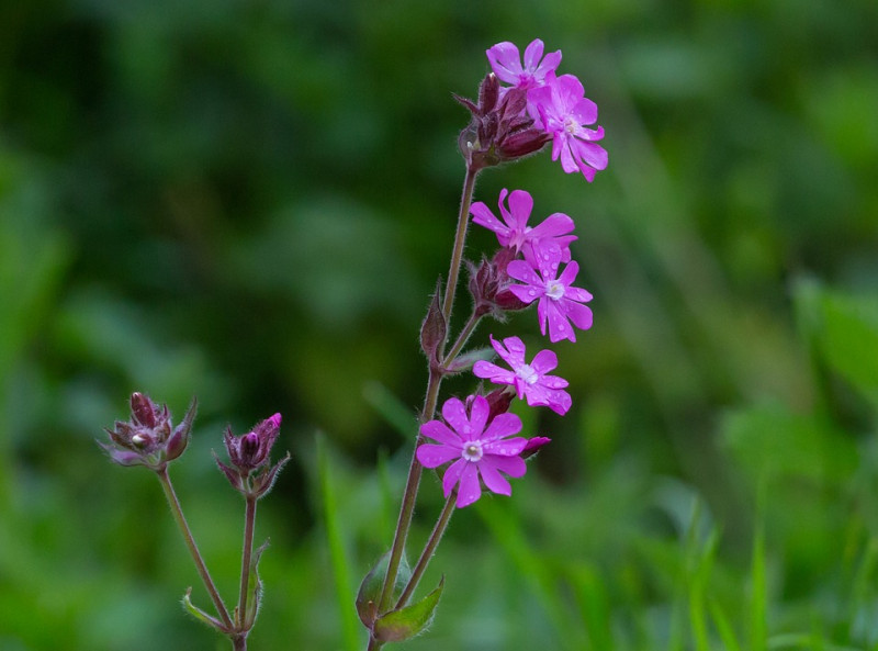 Silene dioica – Dagkoekoeksbloem - inheemse planten - geschikt voor de tuin